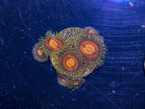 Zoanthids - Rainbow Incinerator