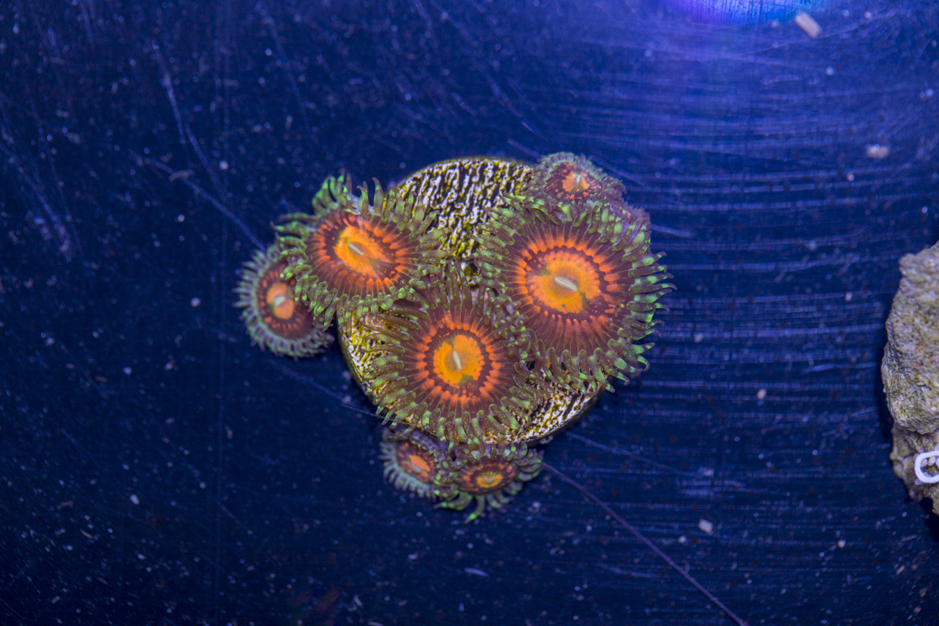 Zoanthids - Rainbow Incinerator 1 Zoanthids - Rainbow Incinerator