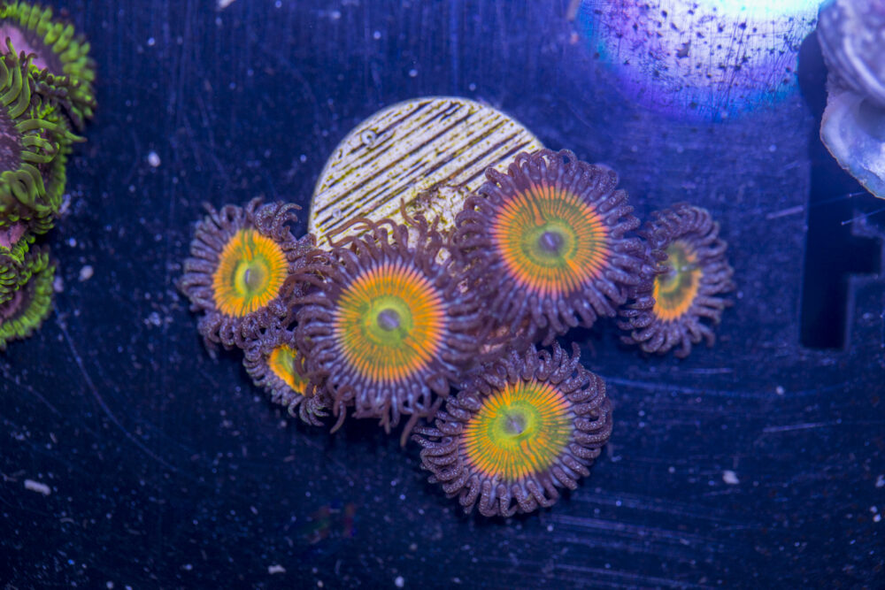 Zoanthids - Sunny D