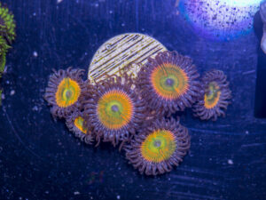 Zoanthids - Sunny D