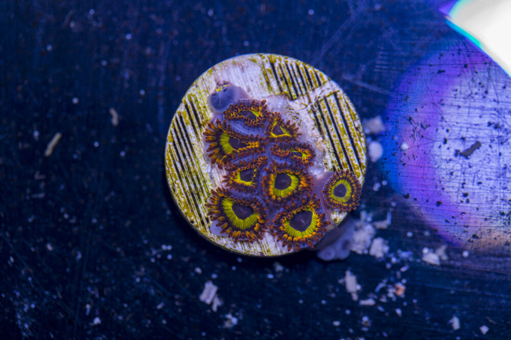 Zoanthids - Fruit Loops