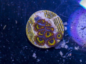 Zoanthids - Fruit Loops