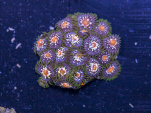 Zoanthids - Pinwheel