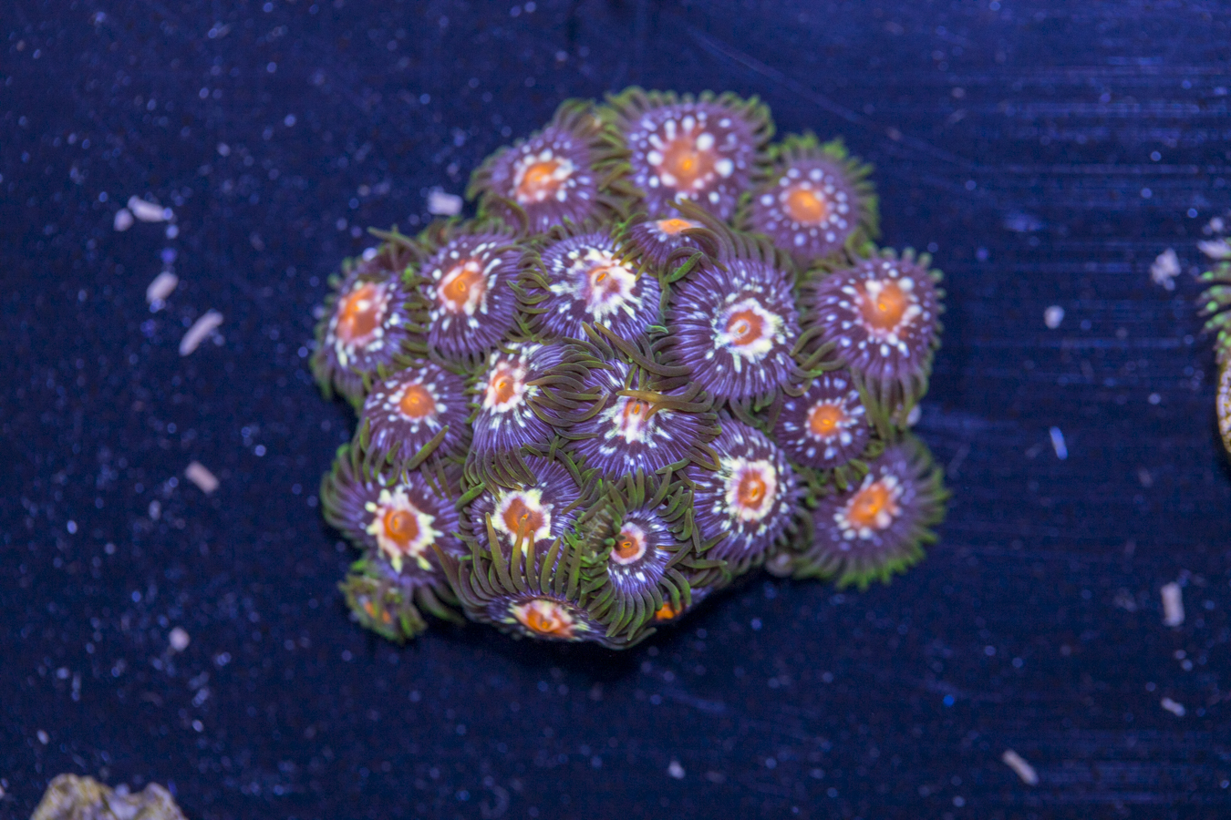 Zoanthids - Pinwheel 1 Zoanthids - Pinwheel
