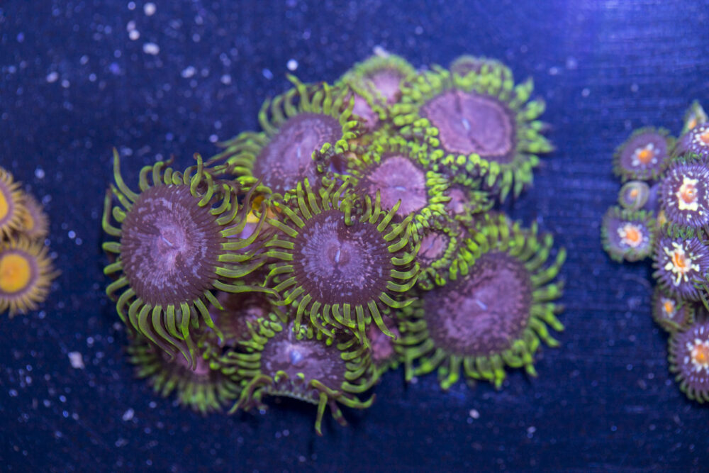 Zoanthids - Purple Monster