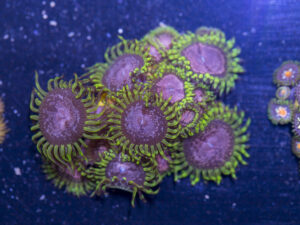 Zoanthids - Purple Monster