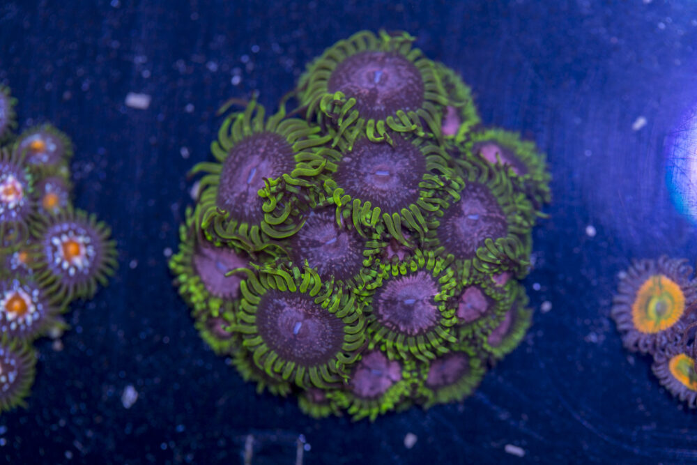 Zoanthids - Purple Monster