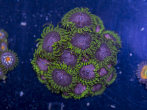 Zoanthids - Purple Monster