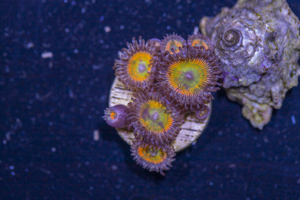 Zoanthids - Sunny D