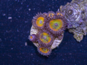 Zoanthids - Sunny D
