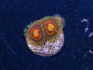 Zoanthids - Rainbow Incinerator