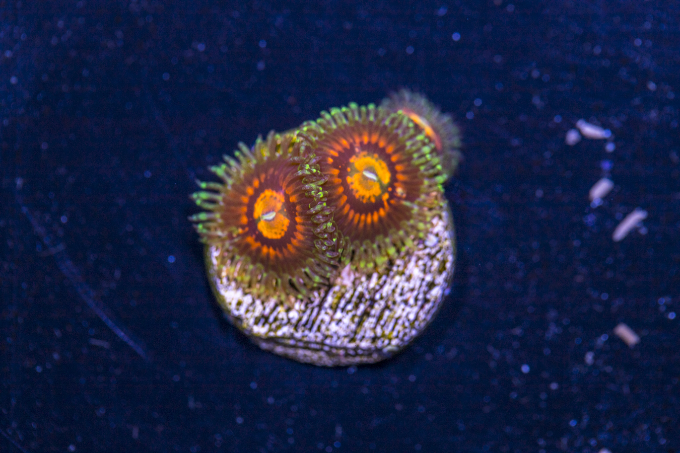 Zoanthids - Rainbow Incinerator 1 Zoanthids - Rainbow Incinerator
