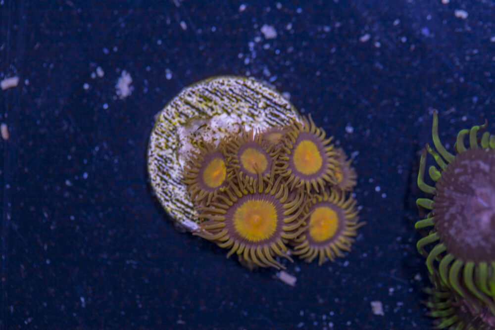 Zoanthids - King Midas
