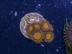 Zoanthids - King Midas