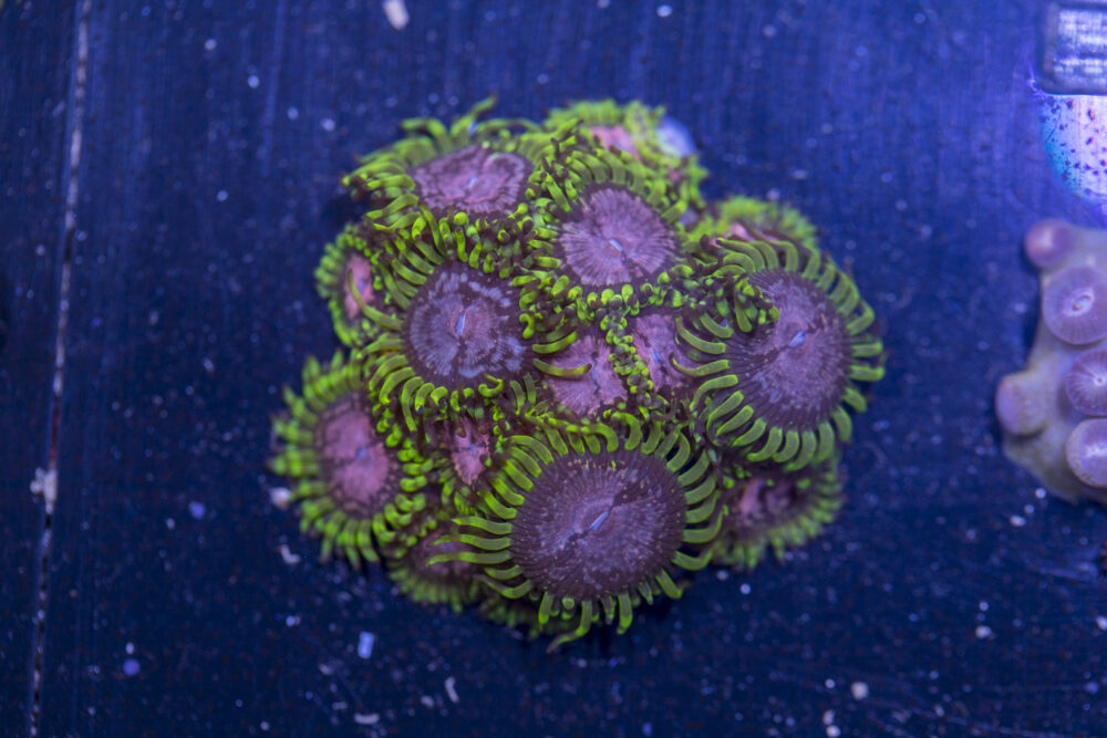 Zoanthids - Purple Monster