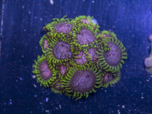 Zoanthids - Purple Monster