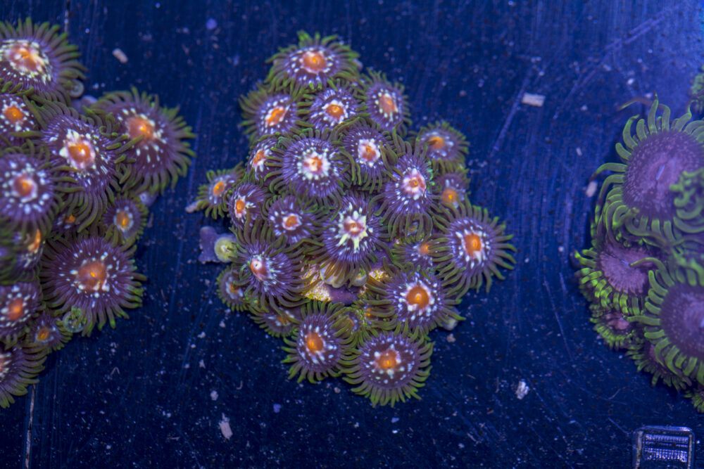 Zoanthids - Pinwheel