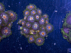 Zoanthids - Pinwheel