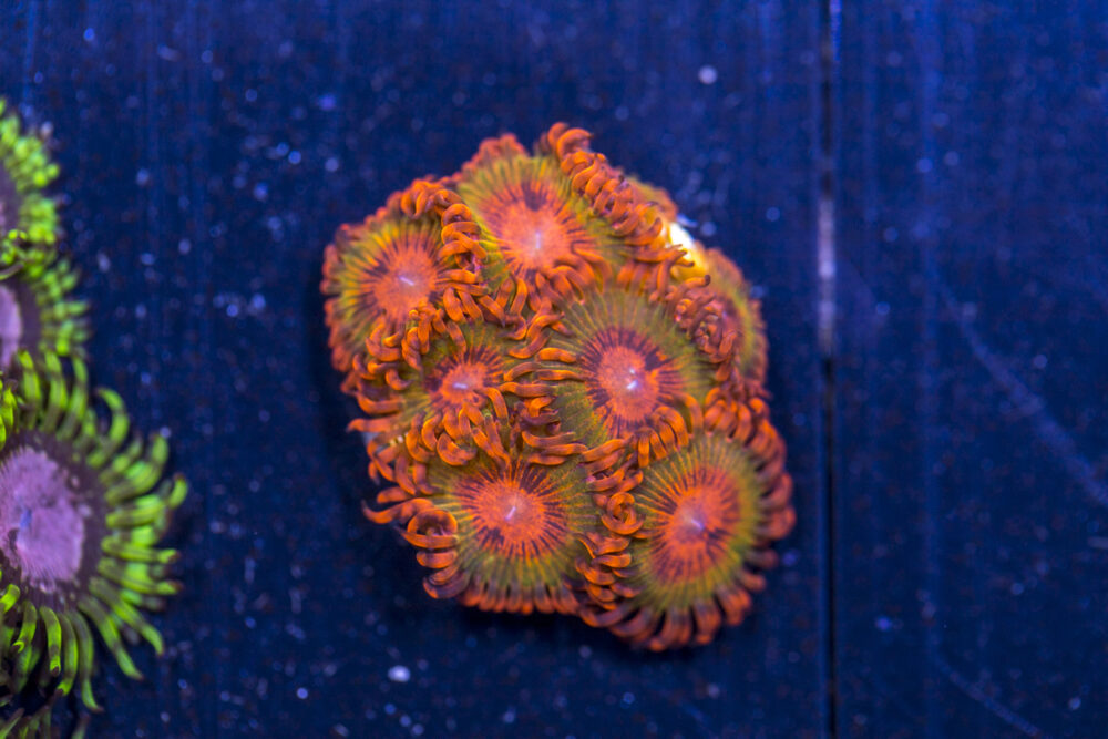 Zoanthids - Speckled Krakatoa