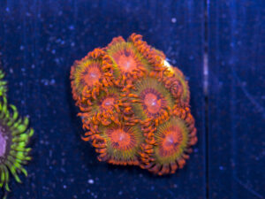 Zoanthids - Speckled Krakatoa