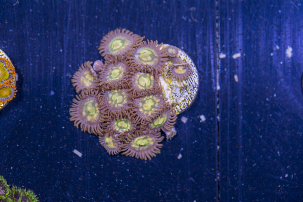 Zoanthids