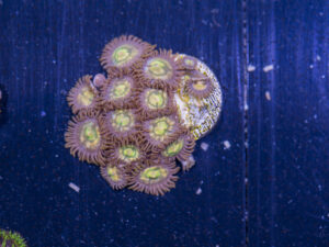 Zoanthids