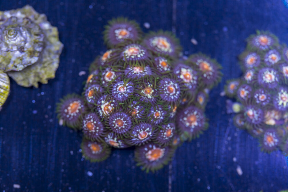 Zoanthids - Pinwheel