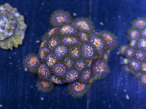 Zoanthids - Pinwheel