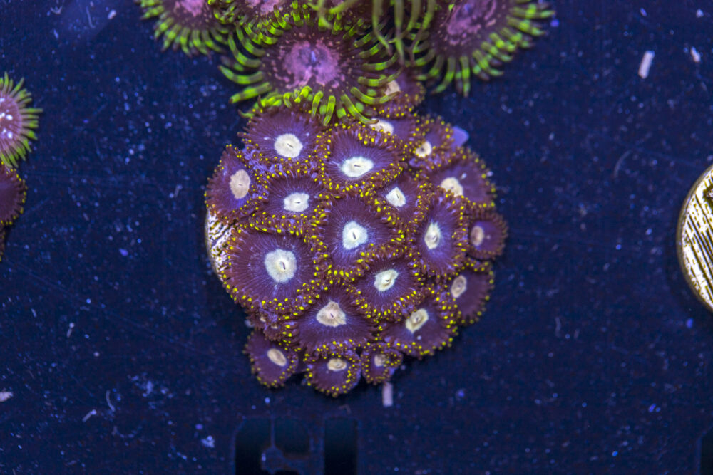 Zoanthids