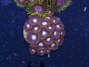 Zoanthids