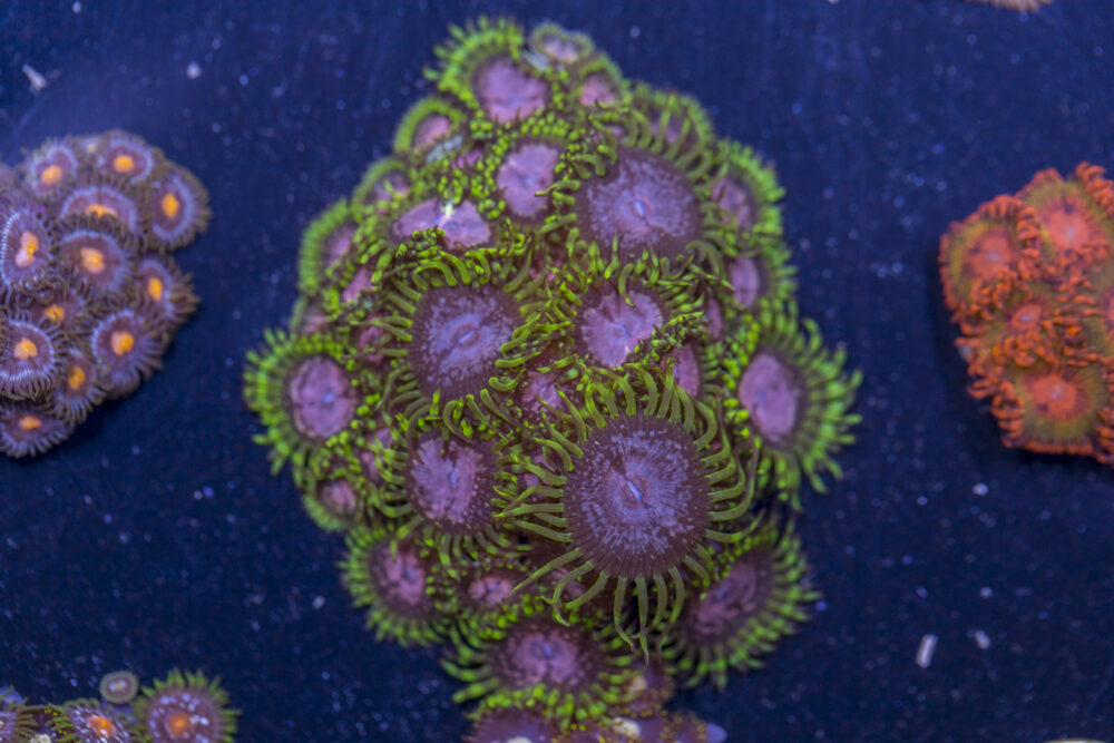 Zoanthids - Purple Monster