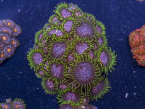 Zoanthids - Purple Monster