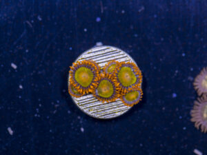 Zoanthids - Orange Mandarin