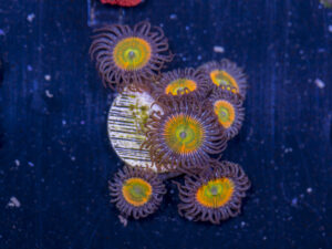 Zoanthids - Sunny D