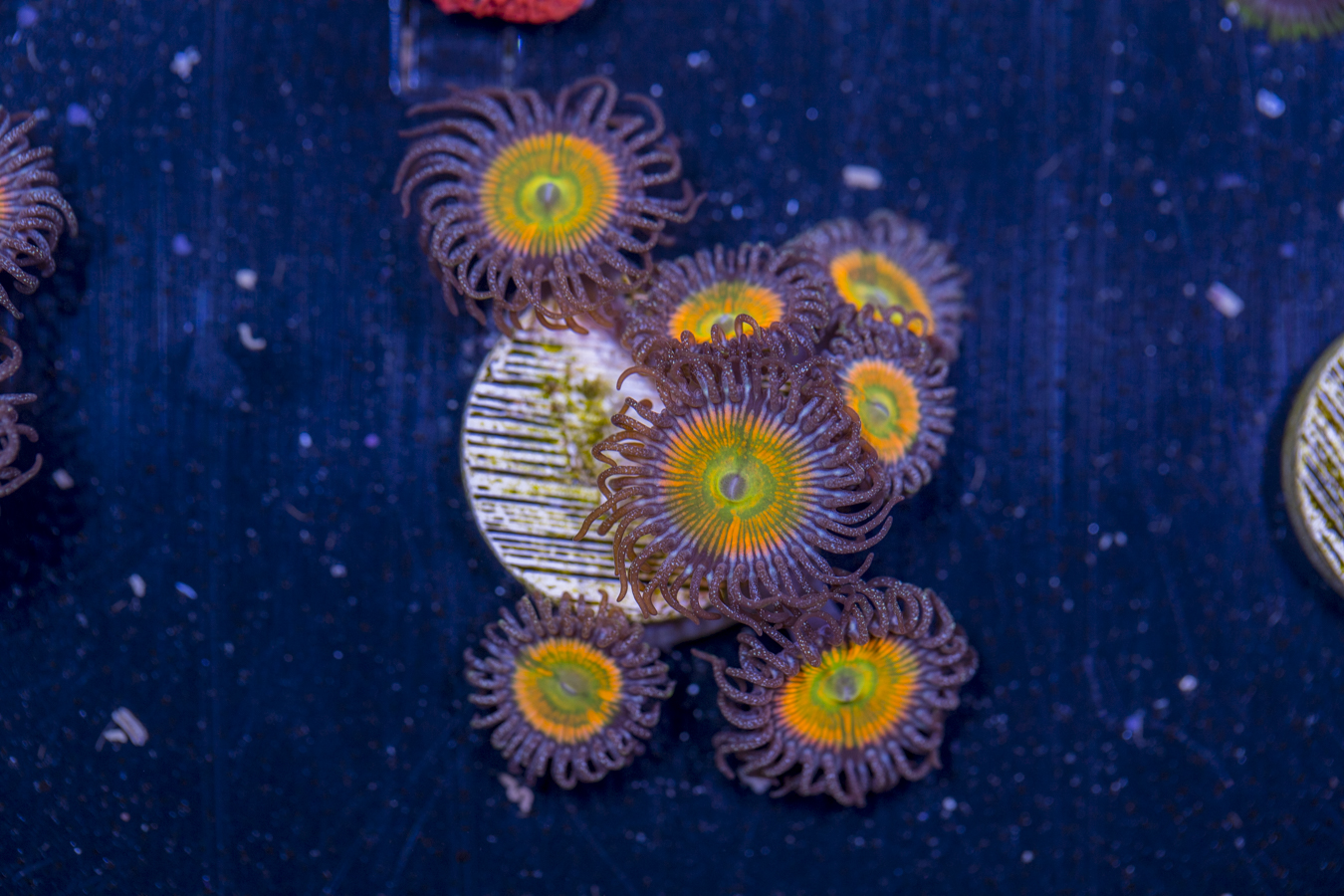 Zoanthids - Sunny D 1 Zoanthids - Sunny D