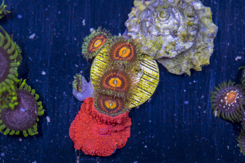 Zoanthids - Rainbow Incinerator