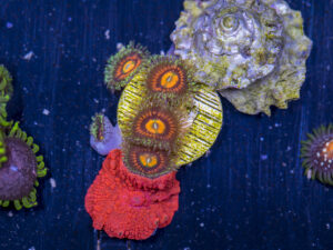 Zoanthids - Rainbow Incinerator