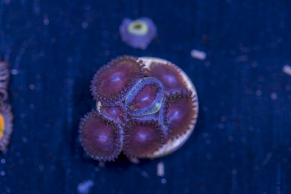 Zoanthids
