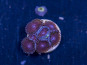 Zoanthids