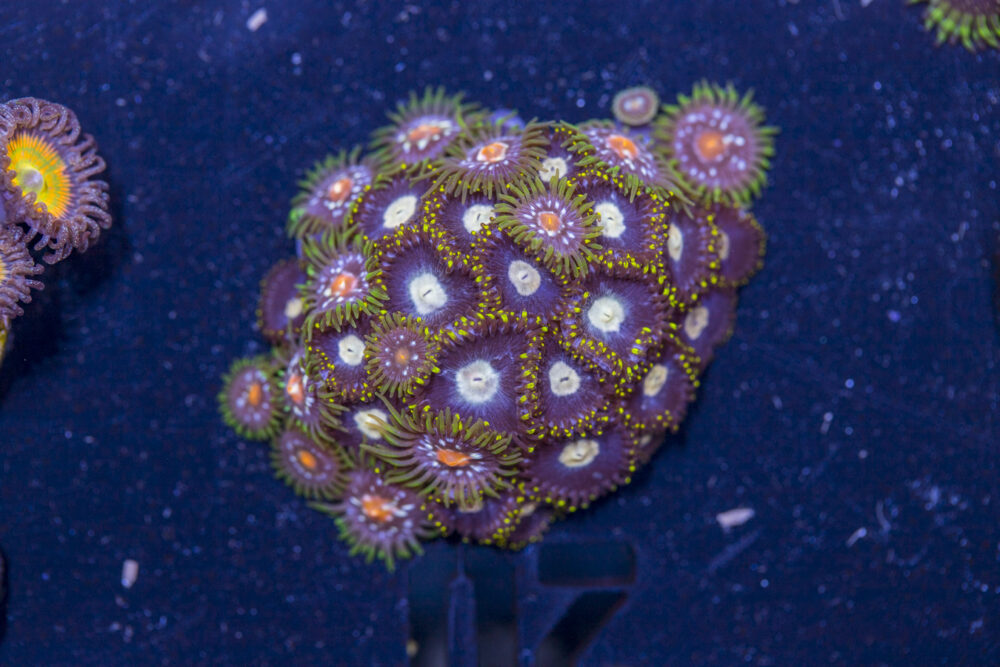 Zoanthids