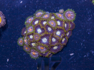 Zoanthids