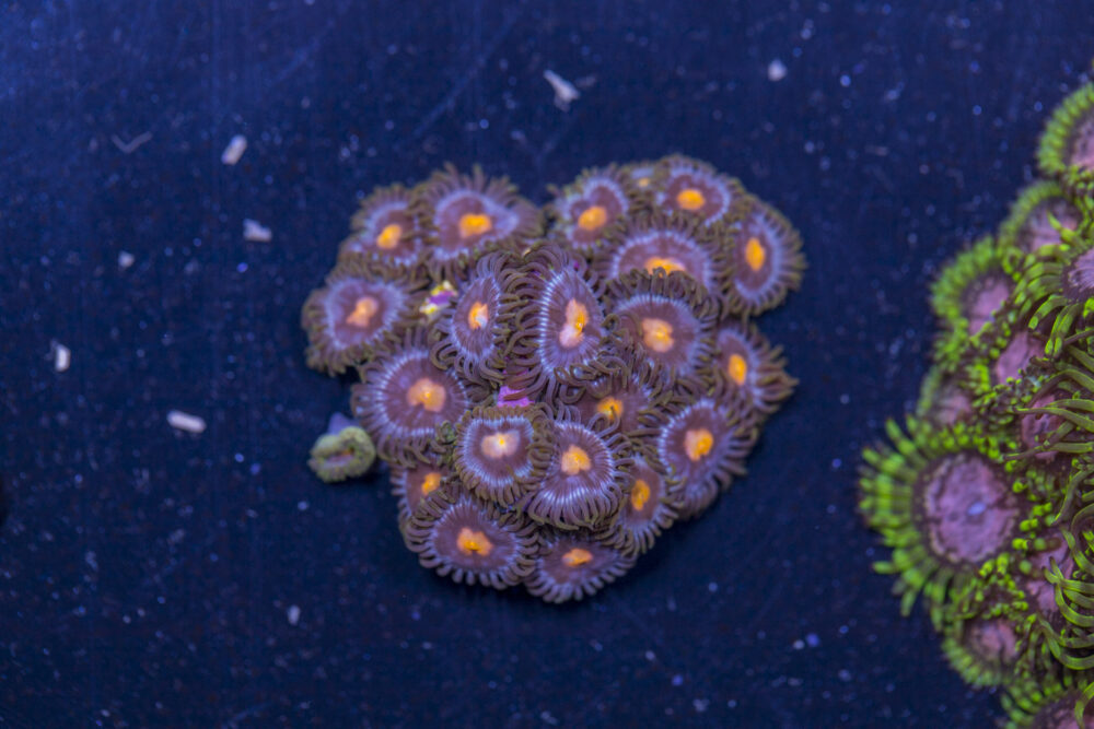Zoanthids - Blow Pop
