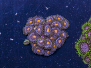 Zoanthids - Blow Pop