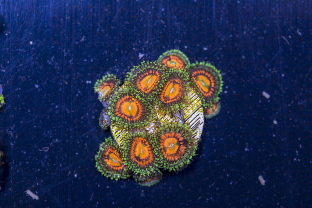 Zoanthids - Rainbow Incinerator