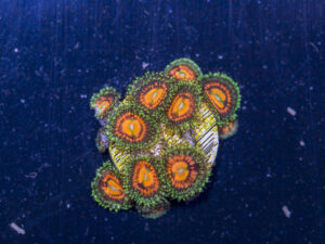 Zoanthids - Rainbow Incinerator