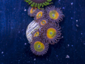 Zoanthids - Sunny D