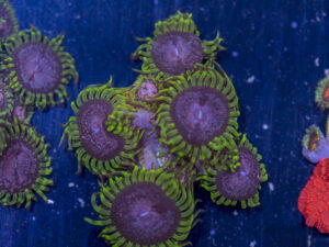 Zoanthids - Purple Monster