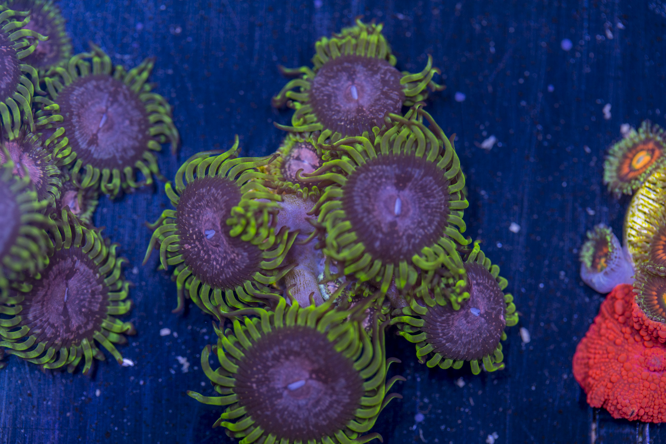 Zoanthids - Purple Monster 1 Zoanthids - Purple Monster