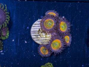 Zoanthids - Sunny D