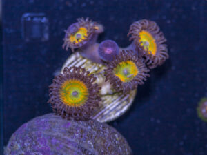 Zoanthids - Sunny D